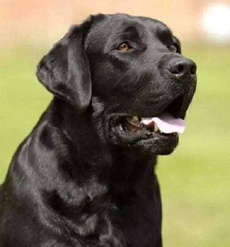 die Temperatur des Wassers zum Baden des Labradors