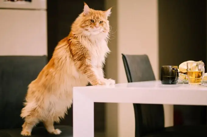 How to wean a cat from the habit of climbing on the table