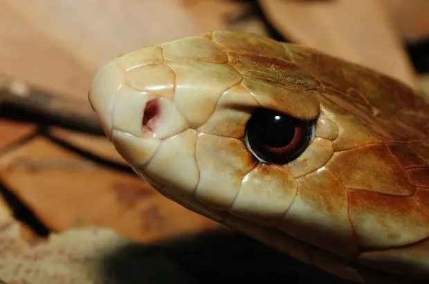 Quel est le serpent le plus dangereux de la planète