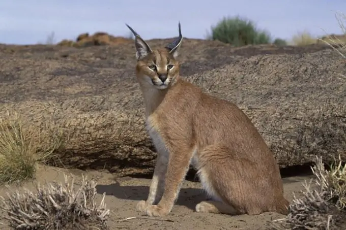 Quem é um caracal