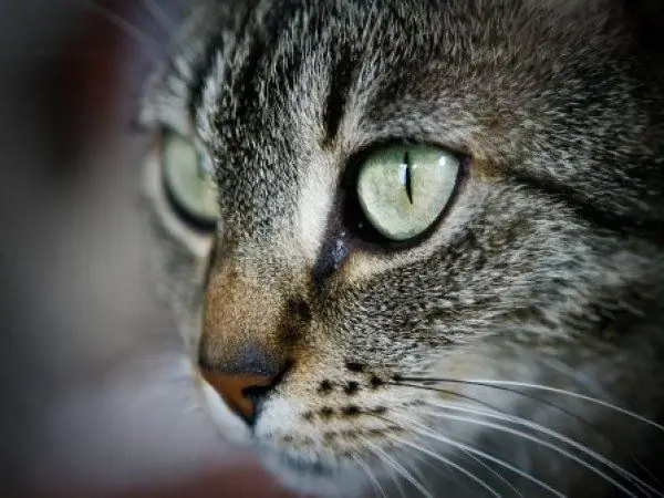 Ano ang dapat gawin kung ang isang pusa ay sumusuka ng apdo