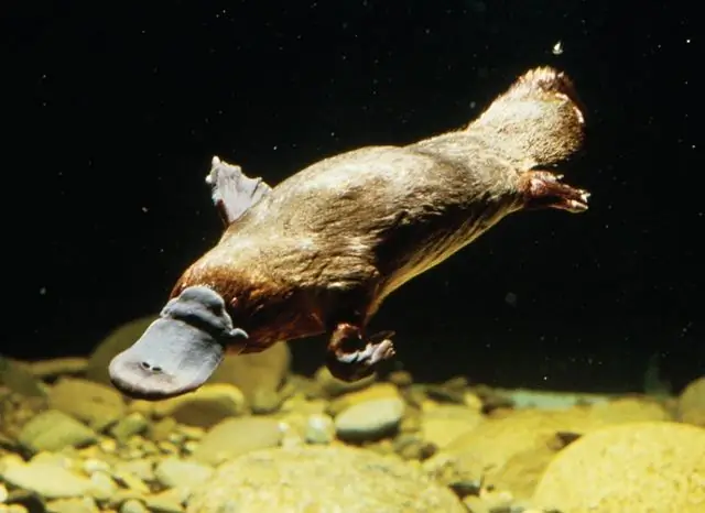 Hvem er platypus