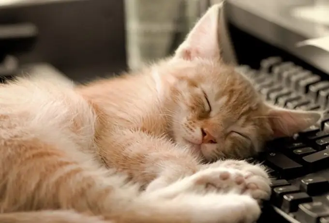 Langdurige kattenslaap is een volledig natuurlijk fenomeen