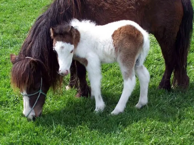 Yuav ua li cas rau npe foal