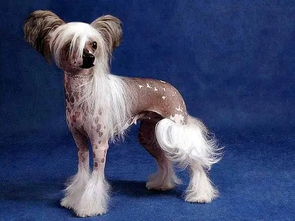 chinese crested dog