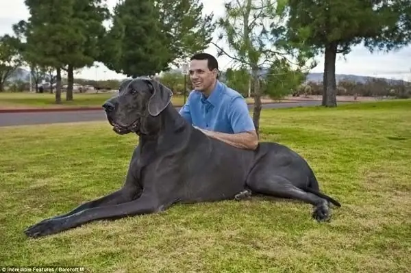 The smallest and largest dog breeds in the world