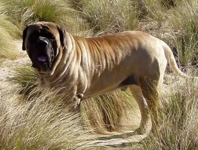 the biggest dog in the world and what is it called