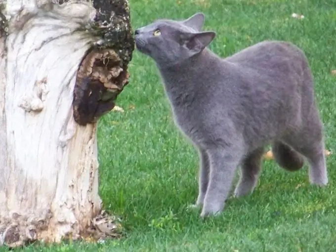 Russische blaue Katze: Rassemerkmale