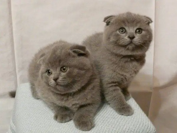 Gatinho Scottish Fold