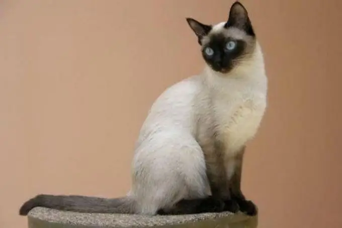 Makala ya paka za Siamese