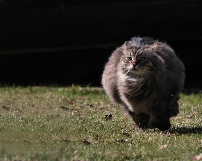 gatto che corre