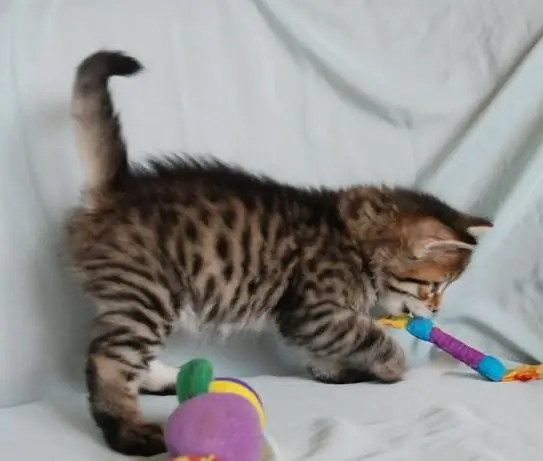 how to play with a siberian cat