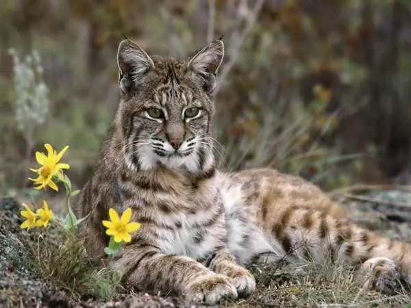 Tutto sui gatti della giungla