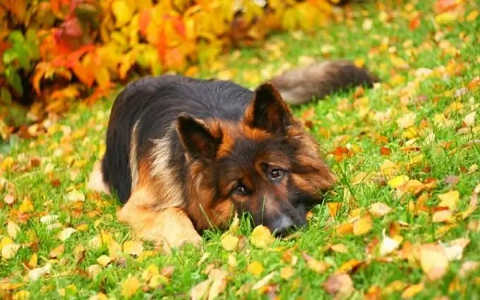 Kan en hyrdehund fange rotter