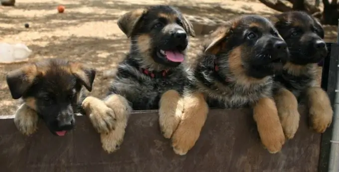 anjing gembala mengajar perintah anjing