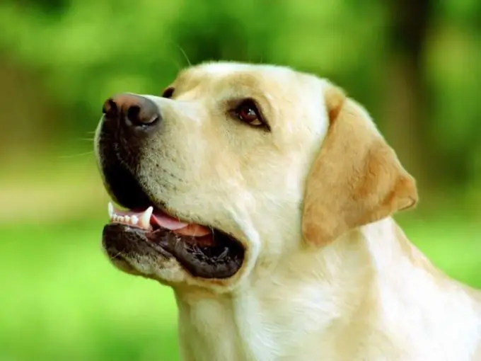 Bir köpekte kalp hastalığı nasıl teşhis edilir