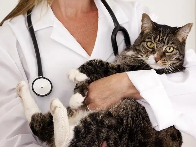 Does a cat need to be vaccinated?