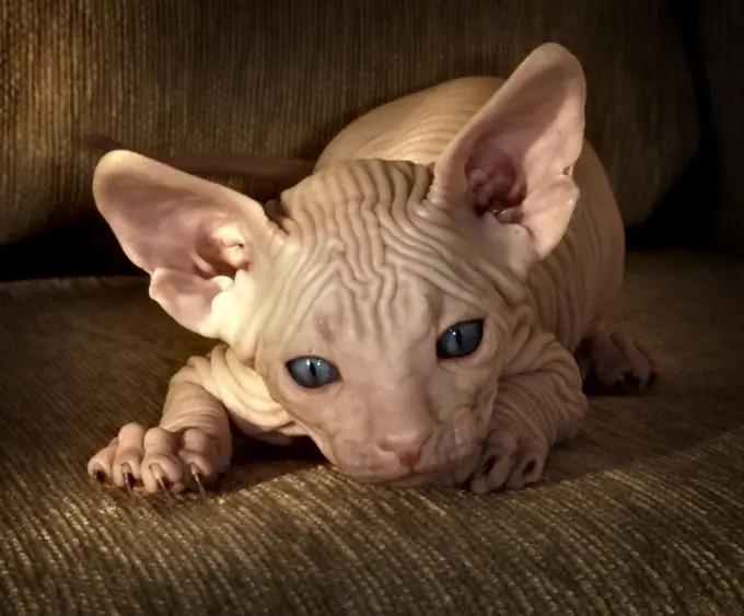 Hoe die Don Sphynx van ander huiskatte verskil