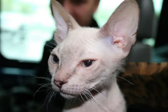 Cara merawat Sphynx Kanada