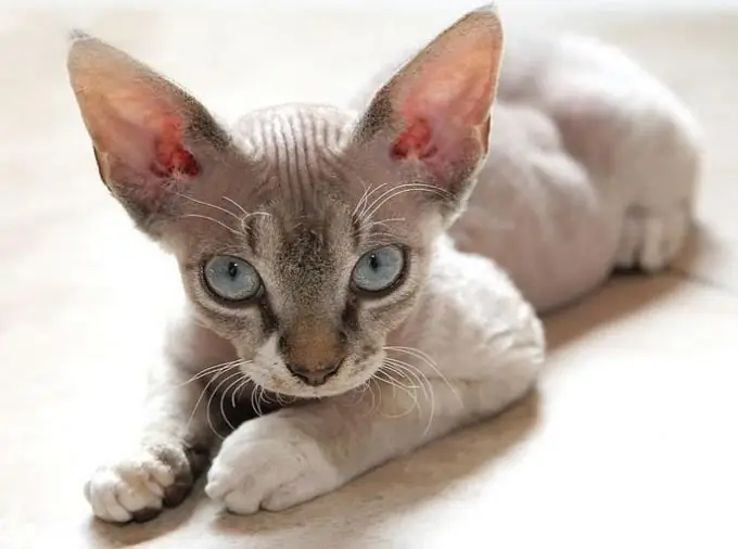 Devon Rex