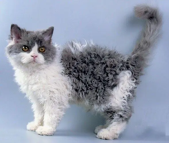 Laperm cat