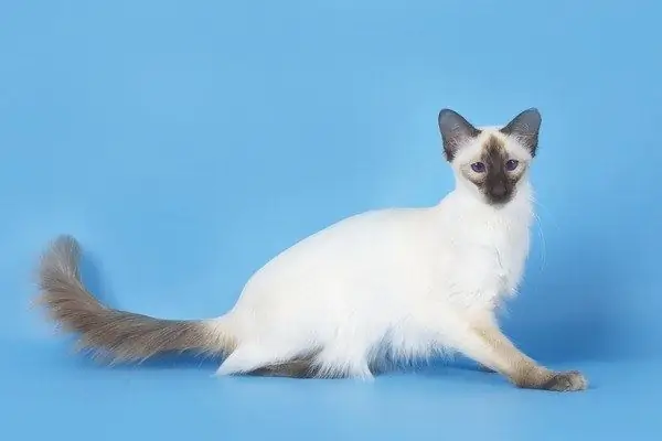 Balinese kat