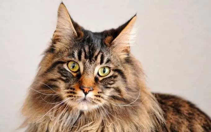 Si duket Maine Coons