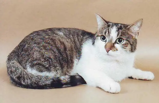 European shorthair cat