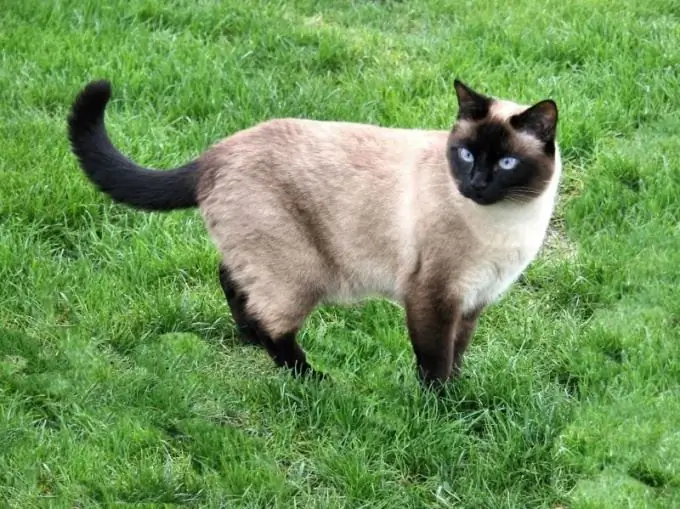 como escolher um gato tailandês