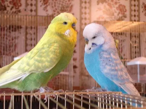 cara mengajar budgerigar untuk terbang