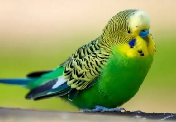 Hoe om budgies te versorg