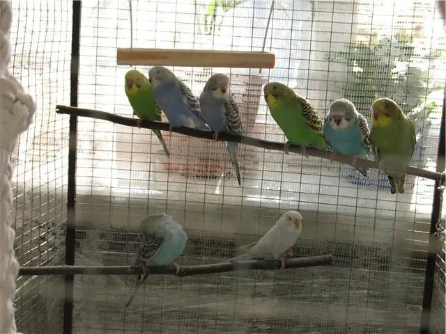 hoe om op te los. budgies ???