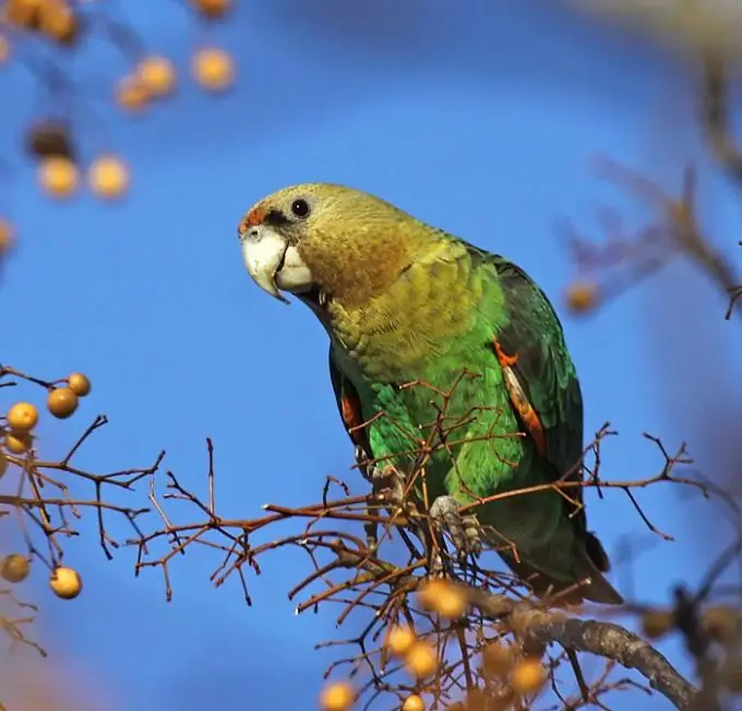 How to understand that a parrot is sick