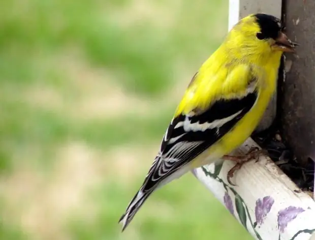 Cara menangkap goldfinch