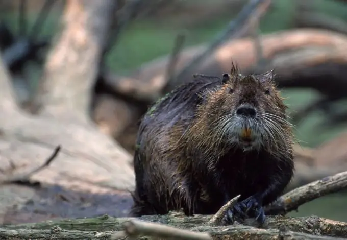 hoe vang je een bever?