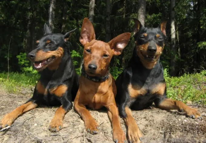 Miniature Pinscher - paglalarawan ng lahi