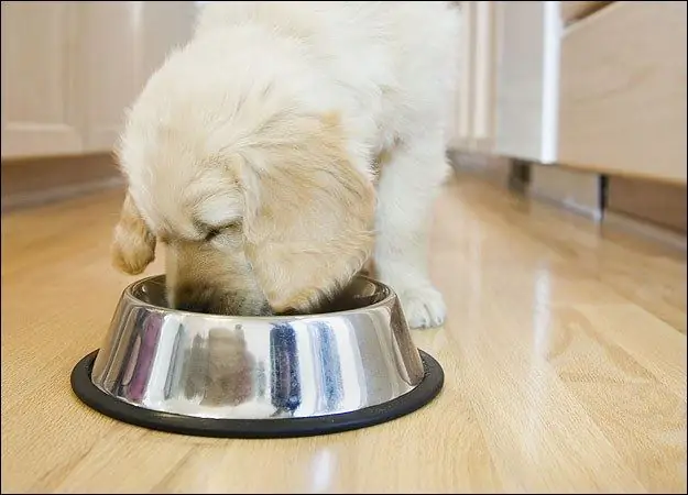 Escolha de comida para pequenos animais de estimação