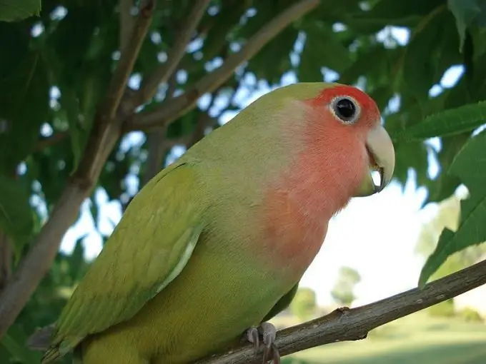 Hvordan man lærer en lovebird papegøje at tale