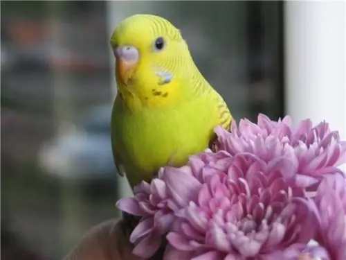 mengapa burung kakak tua mencair