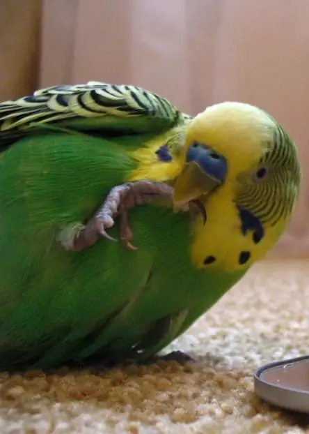 budgerigar እንዲናገር እንዴት ማስተማር እንደሚቻል