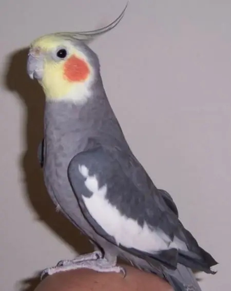 Paano magturo sa isang parrot cockatiel na magsalita