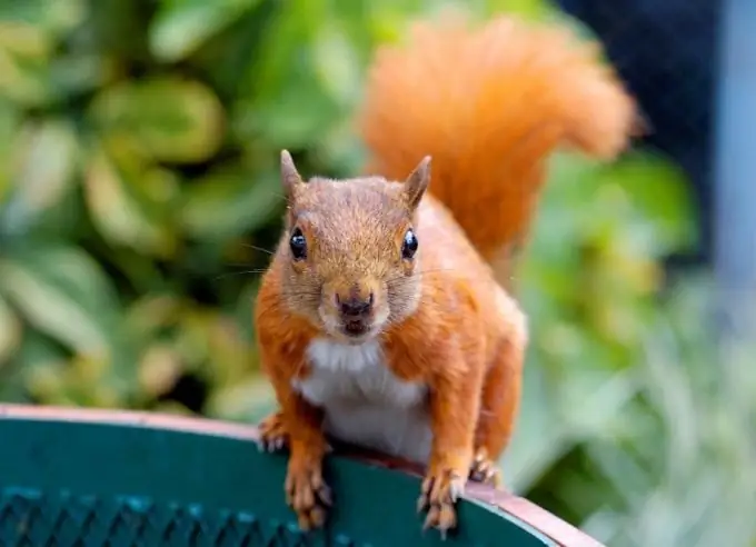 cómo se prepara una ardilla para el invierno