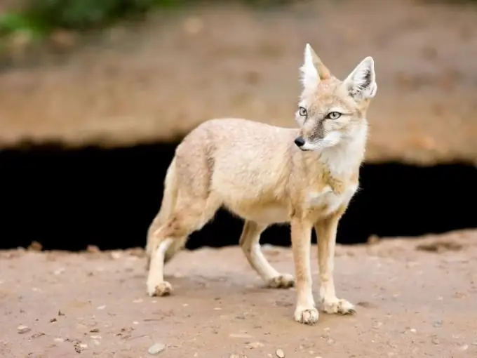 may mga lobo sa Ural