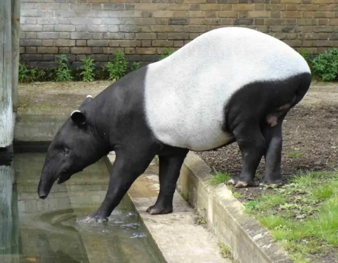 Hvor tapirs er funnet