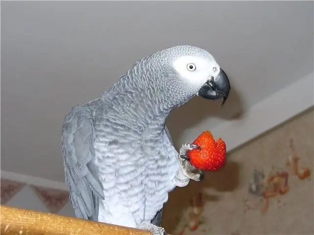 why do parrots talk