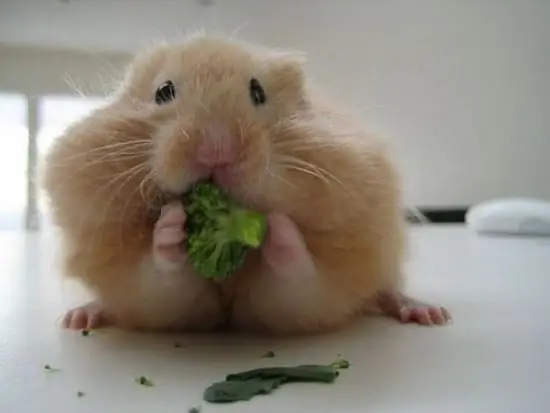 Cara memberi makan hamster anda