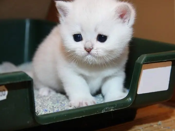 Com que frequência o gatinho vai ao banheiro?