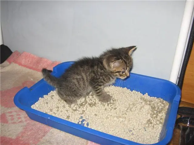 how to quickly tame a kitten