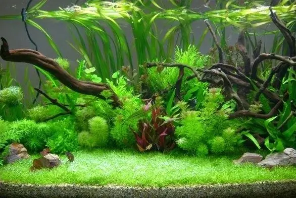 How to wash plants from an aquarium