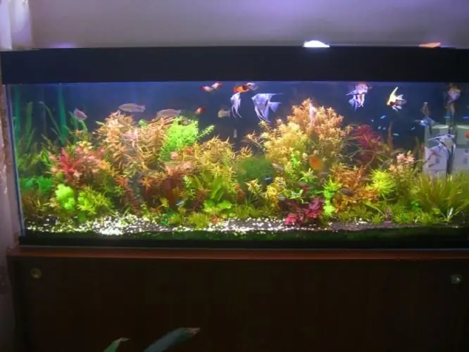 how to disinfect an aquarium